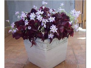 Kyslička Oxalis Fialová