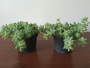 Sukulent Sedum buritto