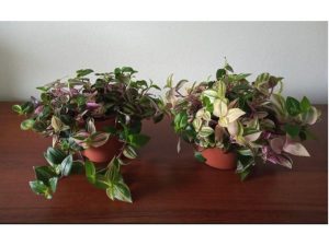 Tradescantia fluminensis \