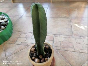 Kaktus mládnik výška od hliny 26cm/širka 5cm/