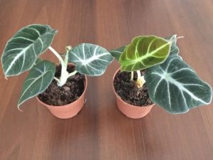 Alocasia \