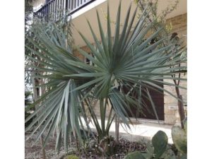 Palma Sabal Minor, 50-60 cm, (-20 C)