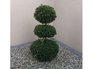 Buxus krušpán tvar dvoj guľa troj guľa