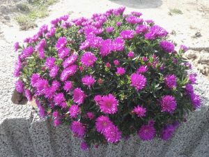 Astra novobelgická-ružová aj biela