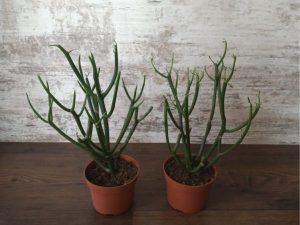 Euphorbia tirucalli
