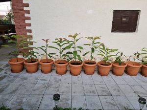 Predam avokada