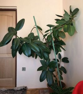Figovnik kaučukový, Ficus elastica