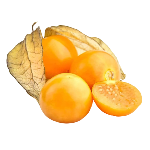 Physalis