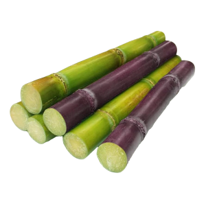 Sugarcane