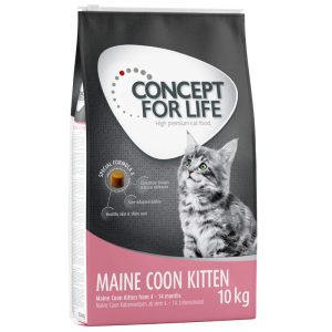 Concept for Life Maine Coon Kitten