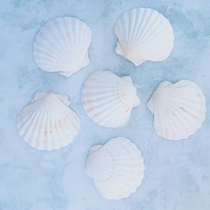 Cleaned Scallop Shells