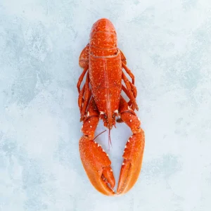 Cooked British Lobster