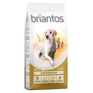 Briantos Maxi Adult