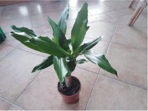 Dracena voňavá 3ročná sadenica