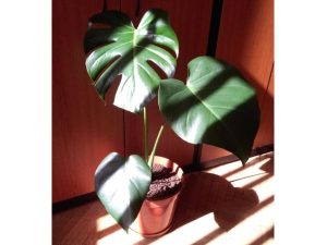 Monstera skvelá (Deliciosa) s kvetináčom