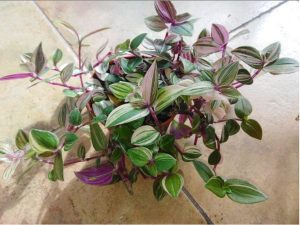 Tradescantie tricolora tahavy izb.kvet