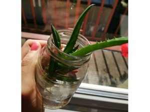 Aloe vera