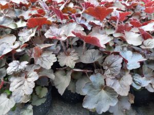 Heuchera - bordové listy