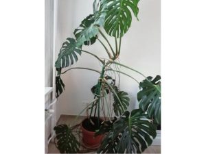 Monstera kvet