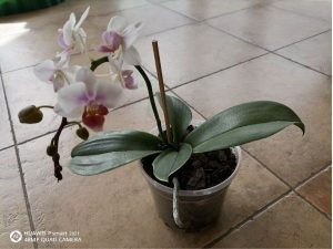 Orchidea 1ročná