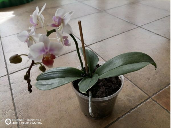 Orchidea 1ročná