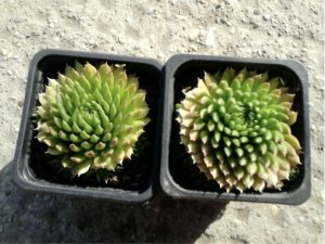 Orostachys