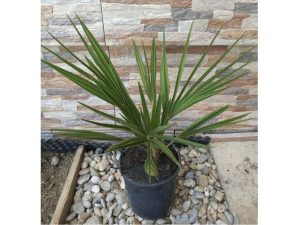 Palma Chamaerops humilis