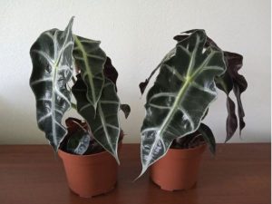 Alocasia amazonica \'Polly\