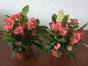 Euphorbia milli