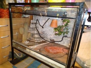 Terarium