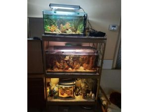 Predaj akvarijnej steny