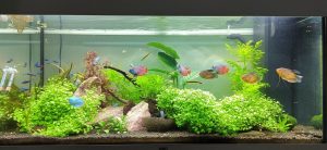 Aquarium - juwel 180l