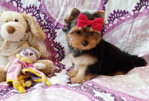 Yorkshire terrier