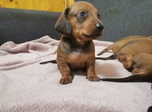 Dachshund dwarf puppies