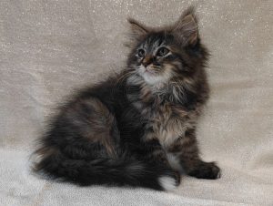 Siberian cat kitten with PP