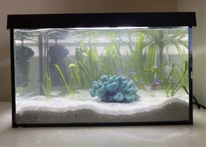 Aquarium, complete equipment, fish